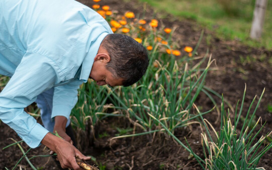 Our Journey Back to Farming: Embracing Homesteading in Our Small Backyard