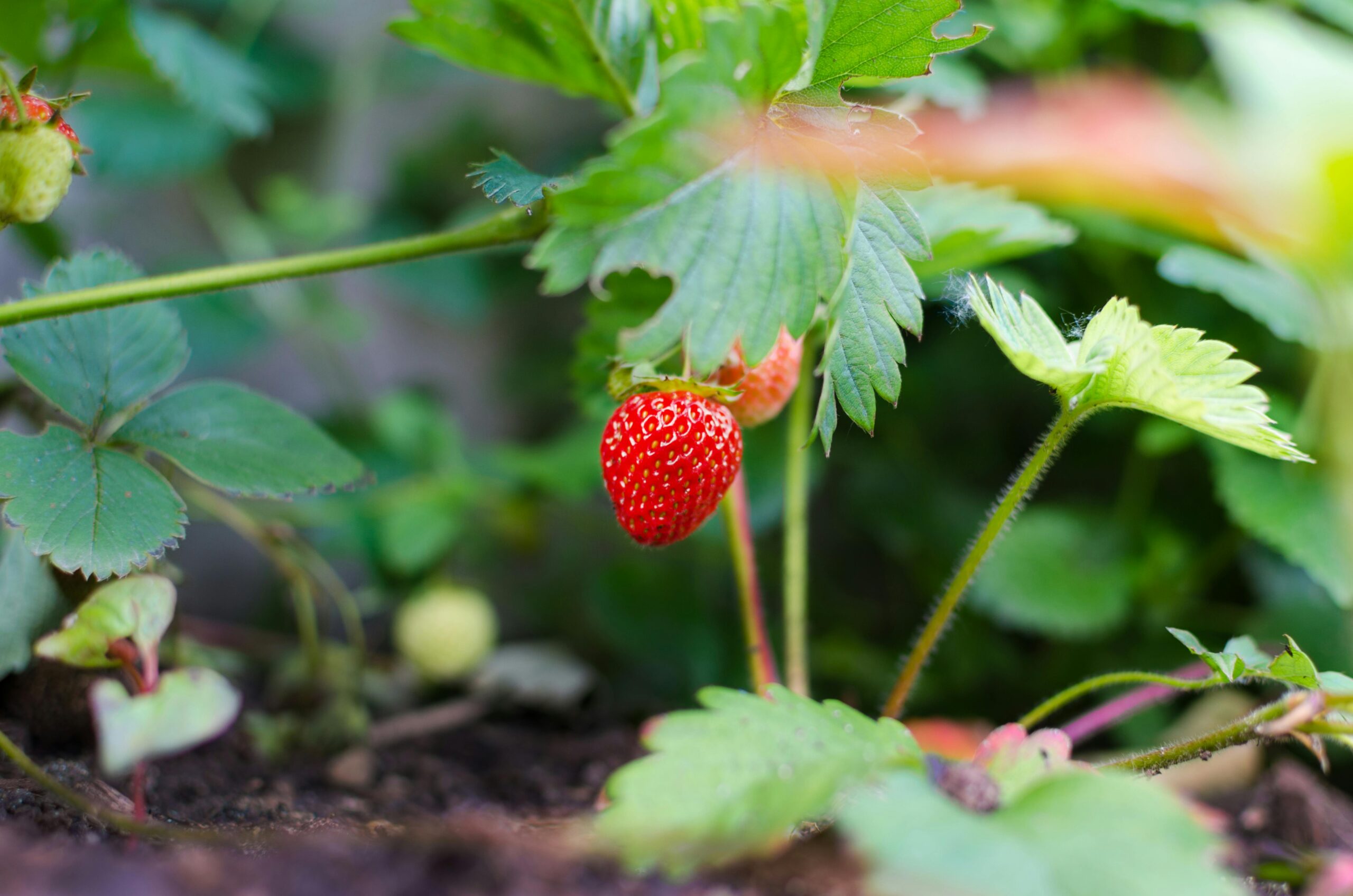 Embarking on Our Homesteading Journey